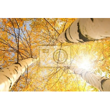 Фотообои для потолка "Березы осенью"