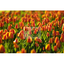 Фотообои - Плантация тюльпанов