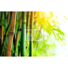 Фотообои - Бамбук в лучах солнца