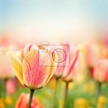 Фотообои - Весенние тюльпаны
