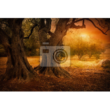 Фотообои - Старые оливковые деревья