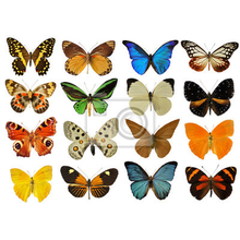 Фотообои с разноцветными бабочками