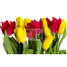 Фотообои - Красные и желтые тюльпаны на белом фоне