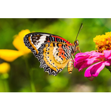 Фотообои в стиле макро с бабочкой
