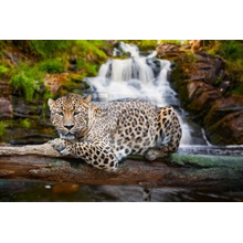 Фотообои с ягуаром у водопада