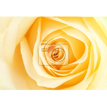 Фотообои - Роза с желтыми лепестками