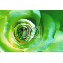 Фотообои - Зеленая роза