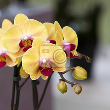 Фотообои - Прекрасные желтые орхидеи