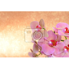 Фотообои - Нежный цветок орхидеи на светлом фоне