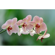 Фотообои - Бледно-розовые орхидеи на светло-голубом фоне