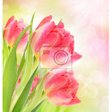 Фотообои - Красивый фон с тюльпанами