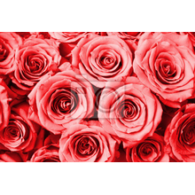 Фотообои - Нежно-алые розы