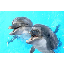 Фотообои - Дельфины в бассейне