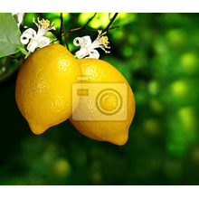 Фотообои - Два лимона на ветке