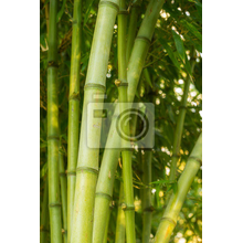 Фотообои для стен - Побеги бамбука