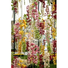 Фотообои - Цветы орхидей, красота