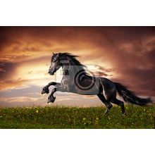 Фотообои - Фризская лошадь галопом