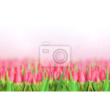 Фотообои - Рисунок розовых тюльпанов