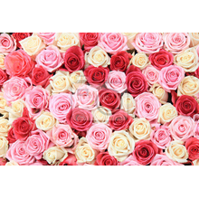 Фотообои - Бутоны белых, красных и розовых роз