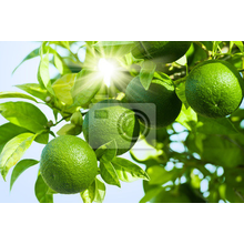 Фотообои - Зеленые лимоны на ветке