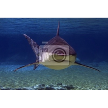 Фотообои с акулой