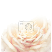 Фотообои - Кремовая роза