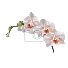 Фотообои - Веточка белых орхидей