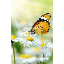 Фотообои с ромашками и бабочкой