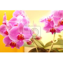Фотообои - Букетик розовых орхидей
