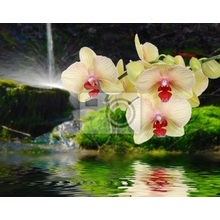 Фотообои - Орхидеи с водопадом
