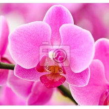 Фотообои - Великолепная розовая орхидея