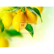 Фотообои - Спелые лимоны