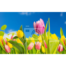 Фотообои с тюльпанами на фоне голубого неба