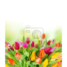 Фотообои с яркими разноцветными тюльпанами