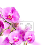 Фотообои - Веточка розовых орхидей