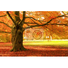 Фотообои - Осенний старый бук
