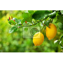 Фотообои - Желтые лимоны висящие на дереве