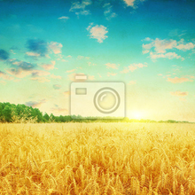 Фотообои на стену с пшеничным полем