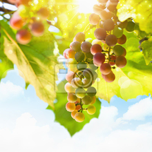 Фотообои - Виноград под солнцем