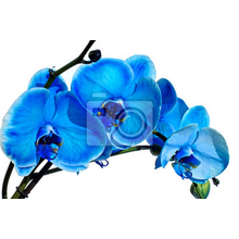 Фотообои - Голубая орхидея