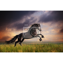 Фотообои - Черная Фризская лошадь