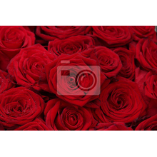 Фотообои - Красные розы