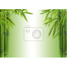 Фотообои - Бамбуковые побеги