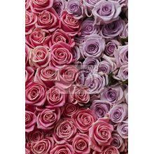 Фотообои на стену с красивыми розами