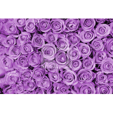 Фотообои - Множество фиолетовых роз