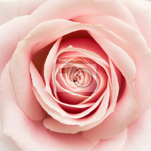 Фотообои - Розовая роза крупным планом