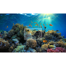 Фотообои на стену - Подводная жизнь