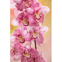 Фотообои с розовыми орхидеями