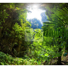 Фотообои с видом на джунгли