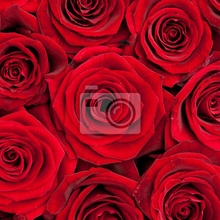 Фотообои на стену крупными красными розами